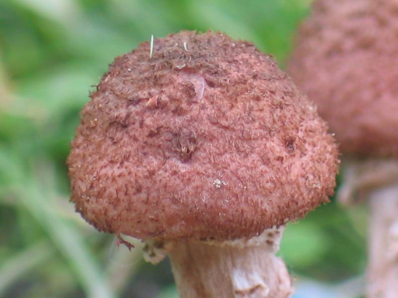 Armillaria ostoyae фото